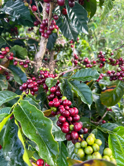 Colombia La Estrella Geisha Honey, Lot 5