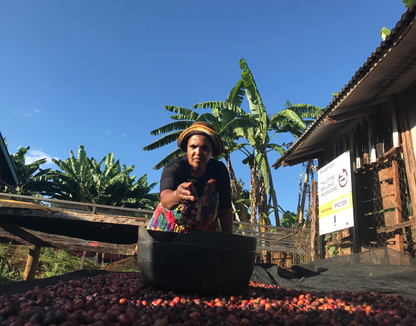 Kenya Nyeri Magic Estate Natural Process